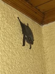 Taphozous mauritianus