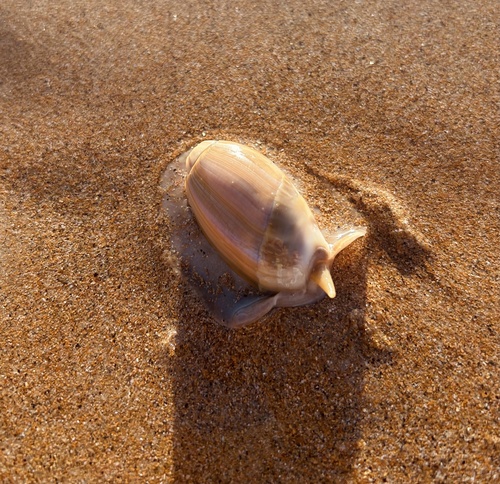 Olivancillaria vesica
