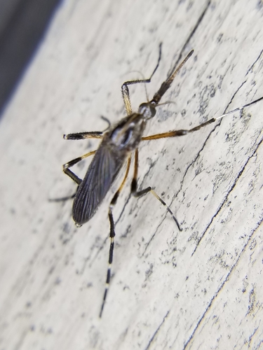 Unknown species found near College Park, Deer Park, TX 77536, USA