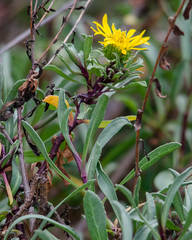 Grindelia stricta angustifolia