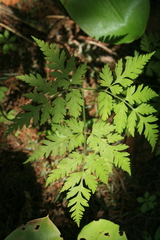 Osmorhiza aristata