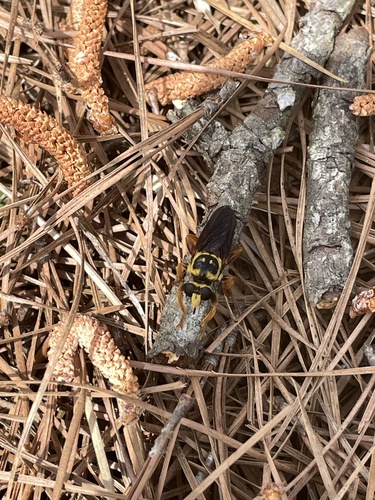 Unknown species found near Francis Marion National Forest, Huger, SC, US