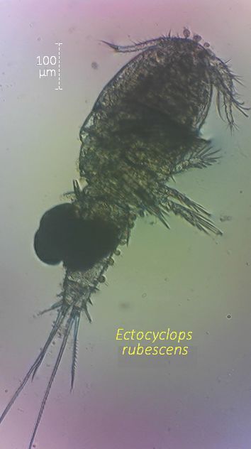 Ectocyclops rubescens