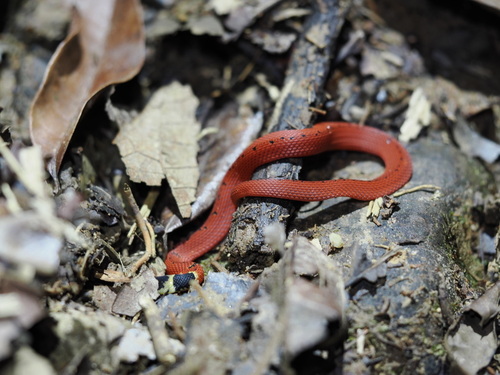 Redback Coffee Snake, Ninia sebae
