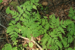 Osmorhiza aristata