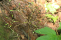 Osmorhiza aristata