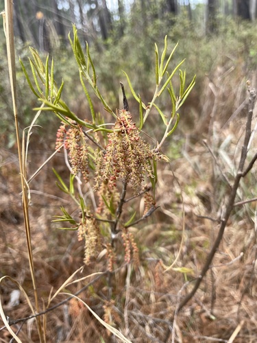Running Oak (Quercus pumila)