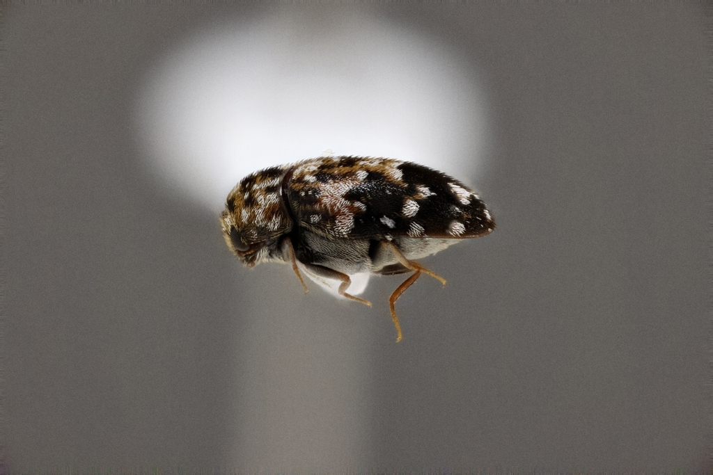 Skin beetle