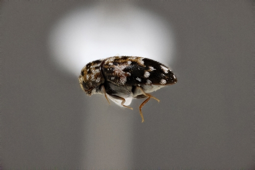 Skin beetle