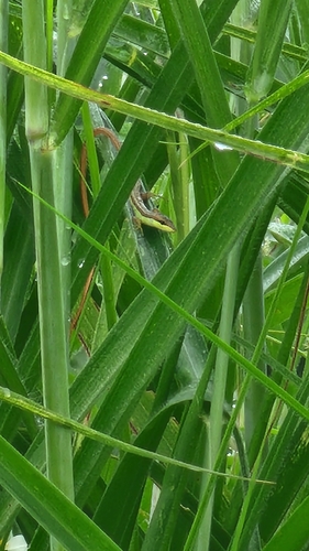 Takydromus sexlineatus