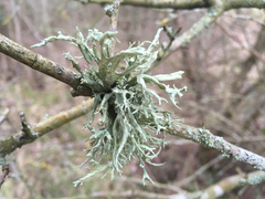 Ramalina fastigiata