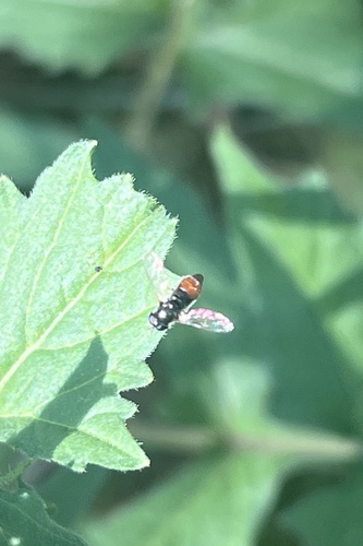 Unknown species found near Lower Arroyo Park Area, Pasadena, CA, US