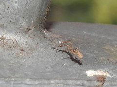 Uloborus plumipes