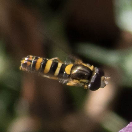 Unknown species found near Calero CP, CA, USA