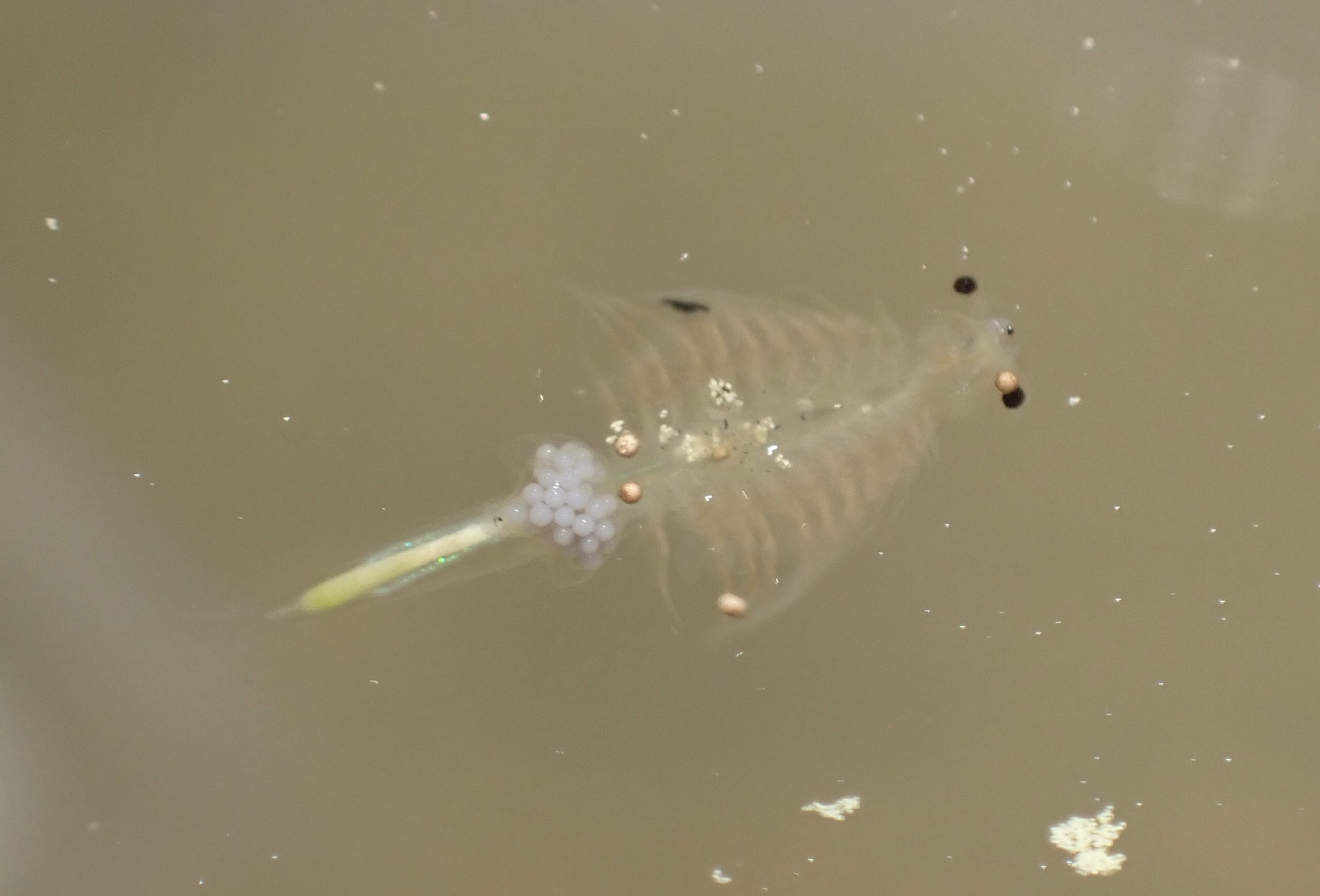 Artemia monica Verrill, 1869