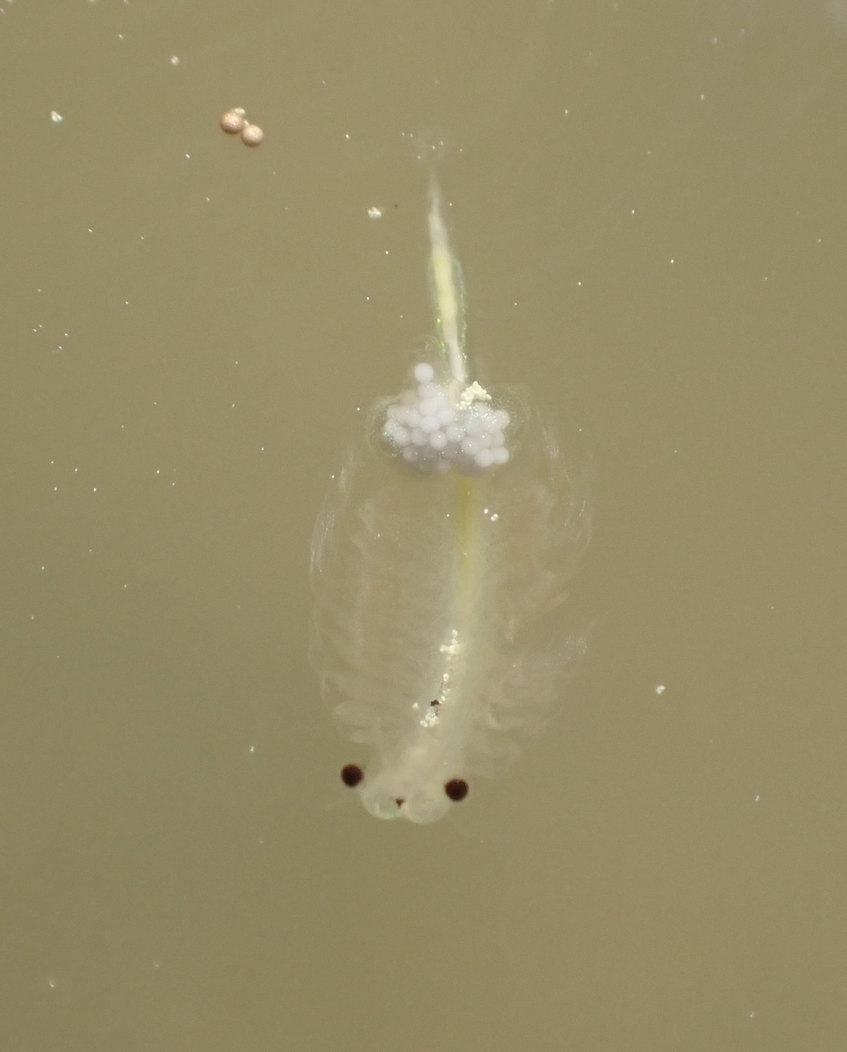Artemia monica Verrill, 1869