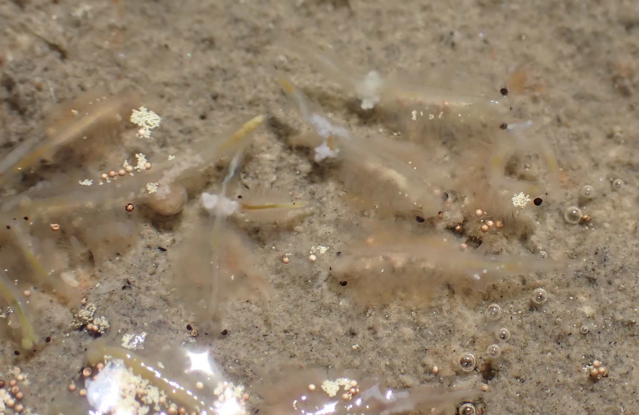 Artemia monica Verrill, 1869