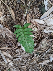 Hymenasplenium excisum
