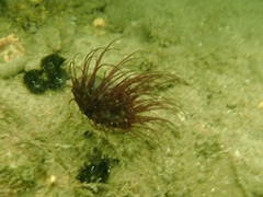 Ceriantharia