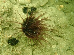 Ceriantharia