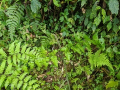 Diplazium kawakamii
