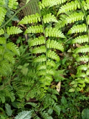 Diplazium kawakamii