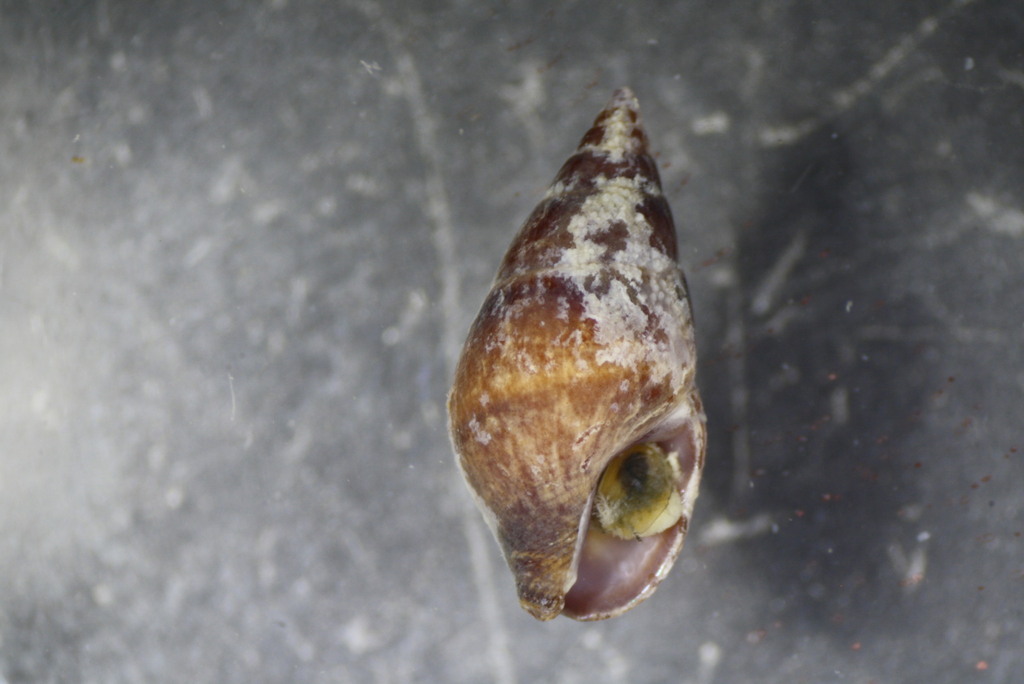 Alia unifasciata