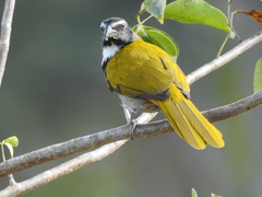 Black-Headed Saltator photo 5