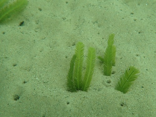 Caulerpa taxifolia