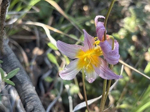 Erythronium helenae, photograph 5