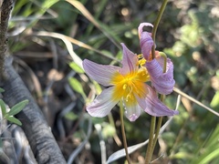 Erythronium helenae, photograph (c) graham_coop, some rights reserved (CC BY)