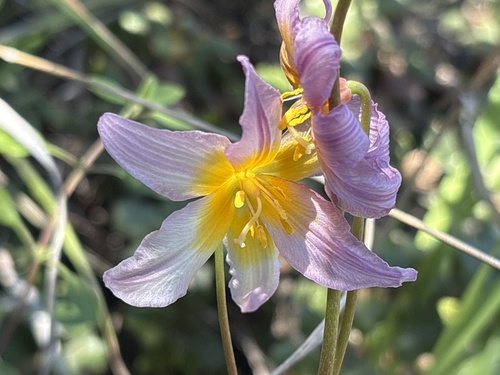 Erythronium helenae, photograph 4