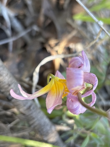Erythronium helenae, photograph 6