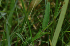 Crotalaria purshii