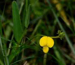 Crotalaria purshii