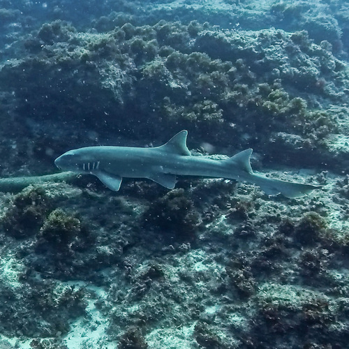 Brown spotted cat shark (Chiloscyllium punctatum) — Hemiscylliidae — 2
