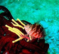 Cirrhitichthys aprinus