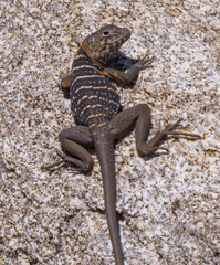 Crotaphytus vestigium