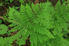 Dryopteris amurensis