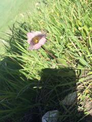 Fritillaria striata