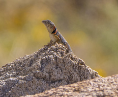 Crotaphytus vestigium