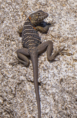 Crotaphytus vestigium