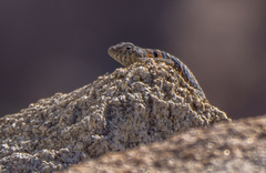 Crotaphytus vestigium