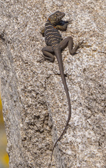 Crotaphytus vestigium