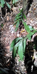 Calanthe arisanensis