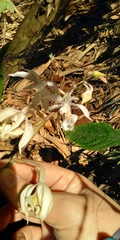 Calanthe arisanensis