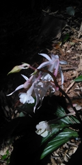 Calanthe arisanensis