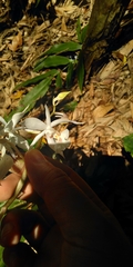 Calanthe arisanensis