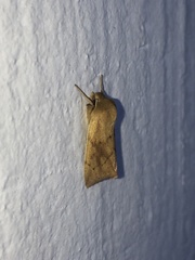 Zosteropoda