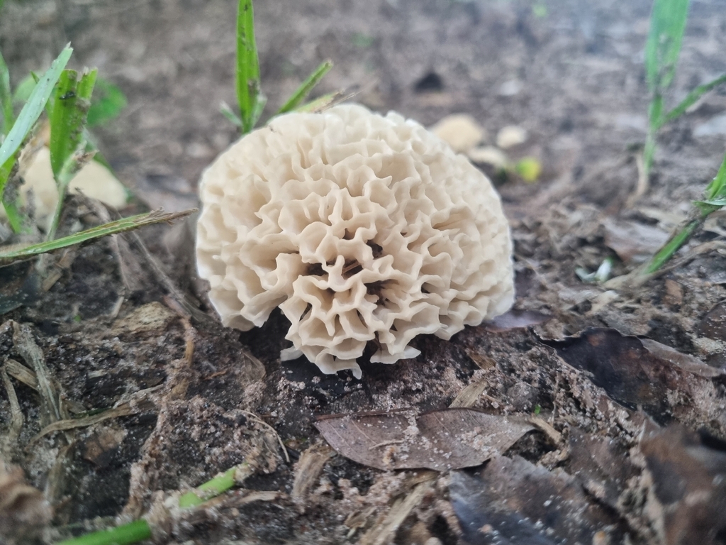 Irpex rosettiformis · March 2026 · photo: © francorichieri (iNaturalist, cc-by-nc)